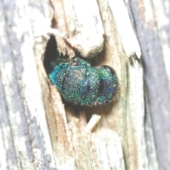 Chrysididae (family) at Belconnen, ACT - 30 Mar 2022