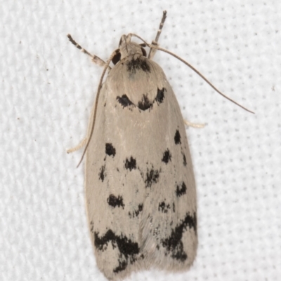 Ericibdela delotis (A Concealer moth (Wingia group)) at Melba, ACT - 15 Feb 2022 by kasiaaus