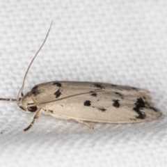 Ericibdela delotis at Melba, ACT - 15 Feb 2022 11:56 PM