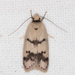 Compsotropha strophiella (A Concealer moth (Wingia group)) at Melba, ACT - 15 Feb 2022 by kasiaaus