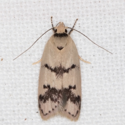 Compsotropha strophiella (A Concealer moth (Wingia group)) at Melba, ACT - 15 Feb 2022 by kasiaaus