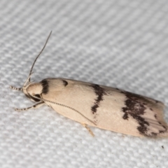 Compsotropha strophiella at Melba, ACT - 15 Feb 2022