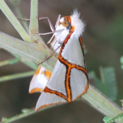 Thalaina clara (Clara's Satin Moth) at Block 402 - 31 Mar 2022 by Harrisi