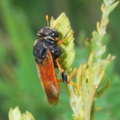 Perginae sp. (subfamily) (Unidentified pergine sawfly) at Molonglo Valley, ACT - 31 Mar 2022 by Harrisi