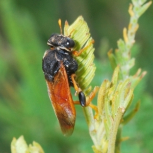 Perginae sp. (subfamily) at Molonglo Valley, ACT - 31 Mar 2022