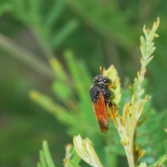 Perginae sp. (subfamily) at Molonglo Valley, ACT - 31 Mar 2022