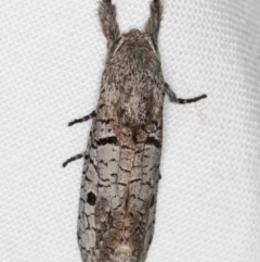 Sympycnodes epicycla (A Wood Moth (Zeuzerinae) at Melba, ACT - 15 Feb 2022 by kasiaaus