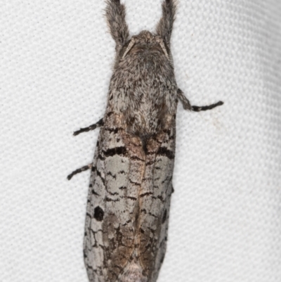 Sympycnodes epicycla (A Wood Moth (Zeuzerinae) at Melba, ACT - 15 Feb 2022 by kasiaaus