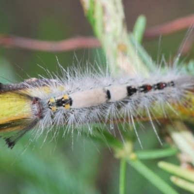 Orgyia anartoides (Painted Apple Moth) at The Pinnacle - 31 Mar 2022 by Harrisi