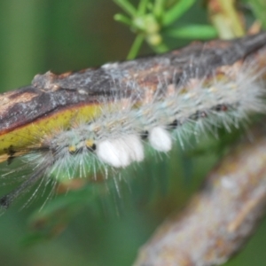 Orgyia anartoides at Weetangera, ACT - 31 Mar 2022