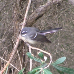 Rhipidura albiscapa (Grey Fantail) at Kioloa, NSW - 2 Apr 2022 by MatthewFrawley