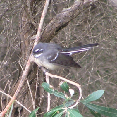 Rhipidura albiscapa (Grey Fantail) at Kioloa, NSW - 2 Apr 2022 by MatthewFrawley