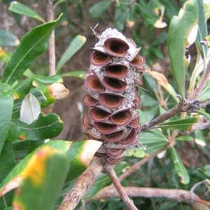 Banksia integrifolia subsp. integrifolia at Kioloa, NSW - 2 Apr 2022