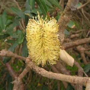 Banksia integrifolia subsp. integrifolia at Kioloa, NSW - 2 Apr 2022