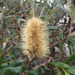 Banksia integrifolia subsp. integrifolia at Kioloa, NSW - 2 Apr 2022