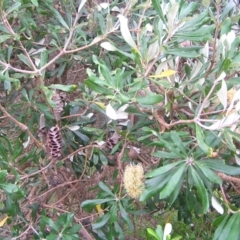 Banksia integrifolia subsp. integrifolia at Kioloa, NSW - 2 Apr 2022