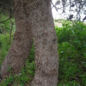 Banksia integrifolia subsp. integrifolia at Kioloa, NSW - 2 Apr 2022