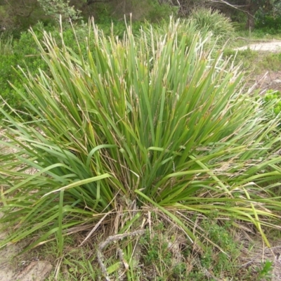 Lomandra longifolia (Spiny-headed Mat-rush, Honey Reed) at Kioloa, NSW - 2 Apr 2022 by MatthewFrawley