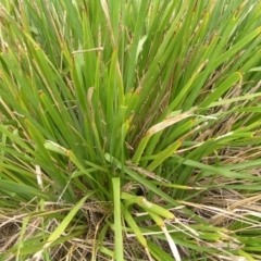 Lomandra longifolia at Kioloa, NSW - 2 Apr 2022