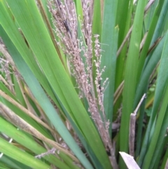 Lomandra longifolia at Kioloa, NSW - 2 Apr 2022
