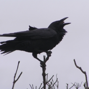 Corvus coronoides at Kioloa, NSW - 2 Apr 2022