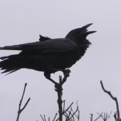 Corvus coronoides (Australian Raven) at Kioloa, NSW - 2 Apr 2022 by MatthewFrawley