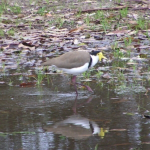 Vanellus miles at Bawley Point, NSW - 2 Apr 2022