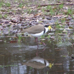 Vanellus miles (Masked Lapwing) at Bawley Point, NSW - 2 Apr 2022 by MatthewFrawley