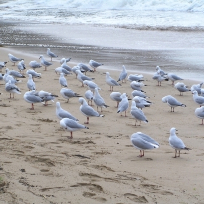 Chroicocephalus novaehollandiae (Silver Gull) at Surf Beach, NSW - 3 Apr 2022 by MatthewFrawley