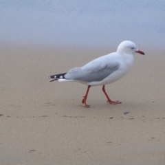 Chroicocephalus novaehollandiae at Surf Beach, NSW - 3 Apr 2022