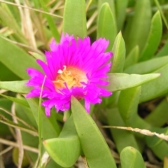 Carpobrotus glaucescens (Pigface) at Surf Beach, NSW - 3 Apr 2022 by MatthewFrawley