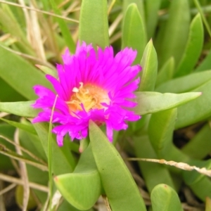 Carpobrotus glaucescens at Surf Beach, NSW - 3 Apr 2022 01:02 PM