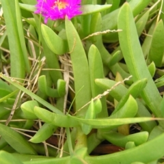 Carpobrotus glaucescens at Surf Beach, NSW - 3 Apr 2022 01:02 PM