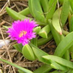 Carpobrotus glaucescens at Surf Beach, NSW - 3 Apr 2022 01:02 PM