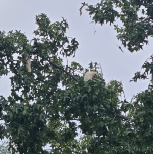 Cacatua sanguinea at Downer, ACT - 4 Apr 2022