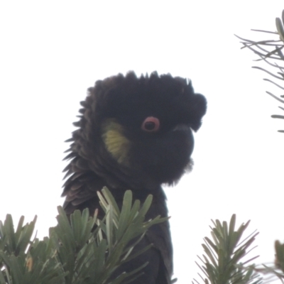 Zanda funerea (Yellow-tailed Black-Cockatoo) at Paddys River, ACT - 30 Nov 2021 by michaelb