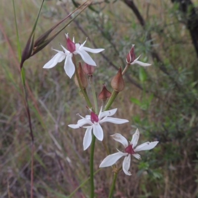 Burchardia umbellata (Milkmaids) at Tidbinbilla Nature Reserve - 30 Nov 2021 by michaelb