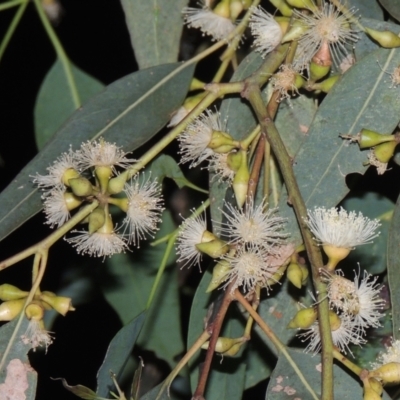 Eucalyptus blakelyi (Blakely's Red Gum) at Pollinator-friendly garden Conder - 21 Dec 2021 by michaelb