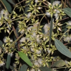 Eucalyptus blakelyi at Conder, ACT - 21 Dec 2021