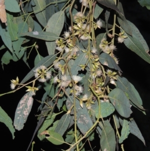 Eucalyptus blakelyi at Conder, ACT - 21 Dec 2021