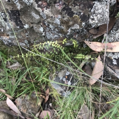 Asplenium flabellifolium (Necklace Fern) at Black Mountain - 30 Mar 2022 by Tapirlord