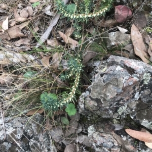 Melichrus urceolatus at Bruce, ACT - 30 Mar 2022