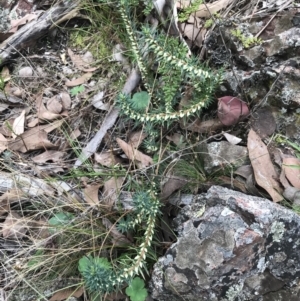 Melichrus urceolatus at Bruce, ACT - 30 Mar 2022