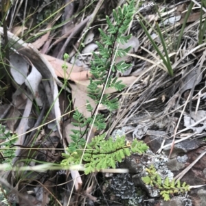 Cheilanthes sieberi subsp. sieberi at Bruce, ACT - 30 Mar 2022