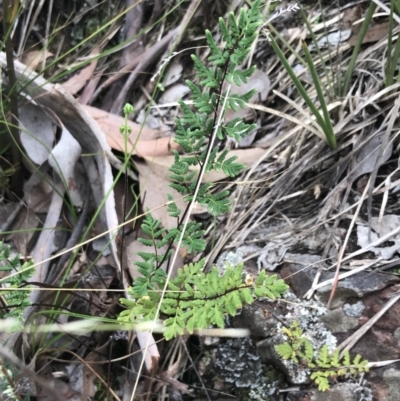 Cheilanthes sieberi subsp. sieberi (Narrow Rock Fern) at Black Mountain - 30 Mar 2022 by Tapirlord