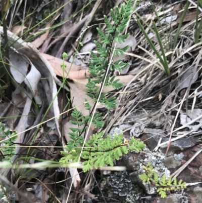 Cheilanthes sieberi subsp. sieberi (Narrow Rock Fern) at Bruce, ACT - 30 Mar 2022 by Tapirlord