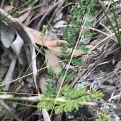 Cheilanthes sieberi subsp. sieberi at Bruce, ACT - 30 Mar 2022 04:02 PM