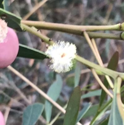 Acacia penninervis var. penninervis (Hickory Wattle) at Black Mountain - 30 Mar 2022 by Tapirlord