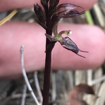 Acianthus exsertus (Large Mosquito Orchid) at Point 4558 - 30 Mar 2022 by Tapirlord