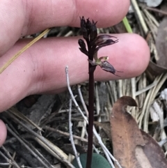 Acianthus exsertus at Point 4558 - 30 Mar 2022